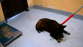 Australian Cattle Dog Blue Heeler Dogs Available for Adoption in Tulsa, Oklahoma - MAXINE | PetCurious