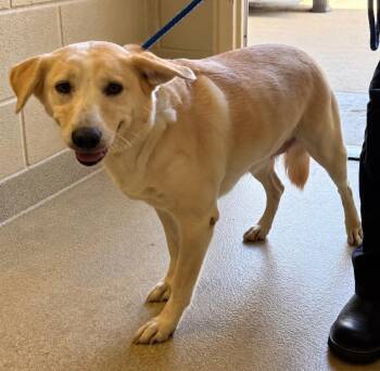 Ruby -  Labrador Retriever Dog for Adoption in Rockwall, Texas - Ruby | PetCurious