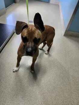 Boxer and Mixed Breed Dogs Available for Adoption in Newton, North Carolina - BROWNIE | PetCurious