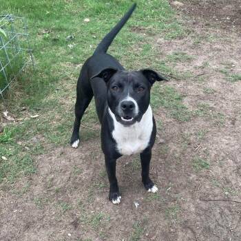 Rescue Terrier Dogs for Adoption in Seguin, Texas - River | PetCurious