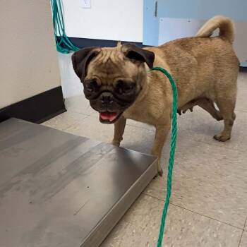 PEGGY 26-09-005 -  Pug Dog for Adoption in Bastrop, Texas - PEGGY 26-09-005 | PetCurious