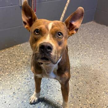 TUSC-Stray-85104 -  Pit Bull Terrier and Mixed Breed Dog for Adoption in Tuscaloosa, Alabama - TUSC-Stray-85104 | PetCurious
