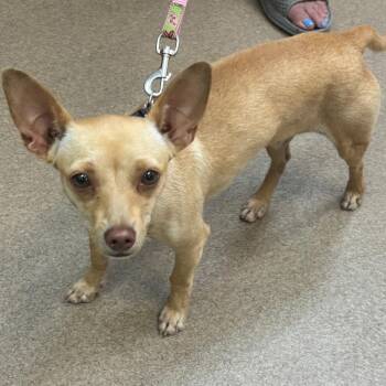 Pumpkin -  Chihuahua and Mixed Breed Dog for Adoption in Corpus Christi, Texas - Pumpkin | PetCurious
