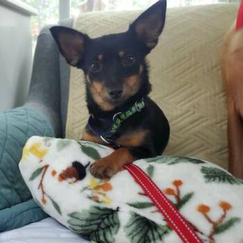 Daisy -  Mixed Breed Dog for Adoption in Fredericksburg, Virginia - Daisy | PetCurious