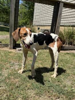 Foxhound and Beagle Dogs Available for Adoption in Charleston, South Carolina - Midge | PetCurious