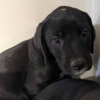 Crunchwrap Supreme -  Black Labrador Retriever and Mixed Breed Dog for Adoption in Charlottesville, Virginia - Crunchwrap Supreme | PetCurious