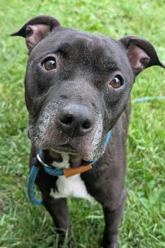 Vicky -  Pit Bull Terrier Dog for Adoption in Crete, Illinois - Vicky | PetCurious