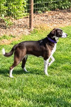Dolly Parton -  Mixed Breed Dog for Adoption in Wilton, California - Dolly Parton | PetCurious