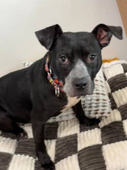 Rescue Staffordshire Bull Terrier Dogs for Adoption in New London, Wisconsin - Emaline | PetCurious