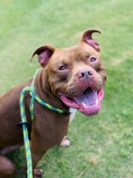 Rescue Mixed Breed Dogs for Adoption in Atlanta, Georgia - Harrison | PetCurious