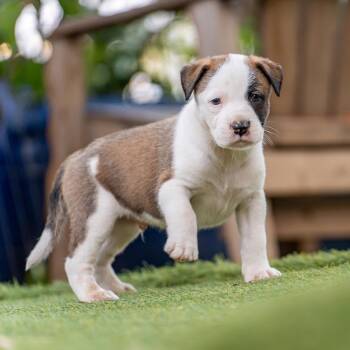 Muppet Pup - Kermit -  Boxer Dog for Adoption in San Diego, California - Muppet Pup - Kermit | PetCurious