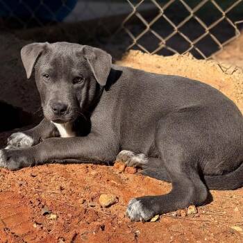 Sutton -  Mixed Breed Dog Available for Adoption - Sutton | PetCurious