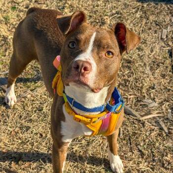 Purple Pizzazz -  Mixed Breed Dog for Adoption in Baltimore, Maryland - Purple Pizzazz | PetCurious