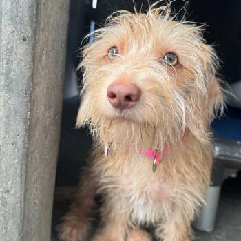 Yaki A2301289 -  Terrier Dog for Adoption in Los Angeles, California - Yaki A2301289 | PetCurious