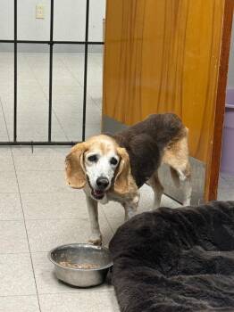 Beagle Dogs Available for Adoption - Reeses | PetCurious