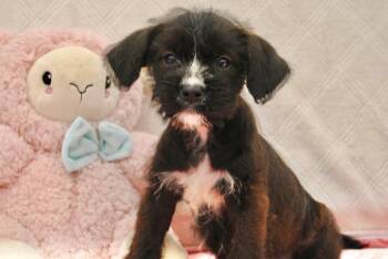 Poodle Dogs Available for Adoption - CLAIRE | PetCurious