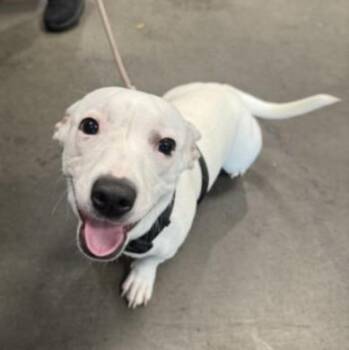 Rescue Dachshund and Chihuahua Dogs for Adoption in Los Angeles, California - Coqueta | PetCurious