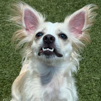 Himari -  Papillon and Chihuahua Dog for Adoption in South Saint Paul, Minnesota - Himari | PetCurious
