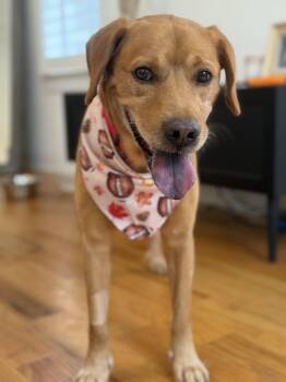 Blaze -  Labrador Retriever Dog for Adoption in Charlotte, North Carolina - Blaze | PetCurious