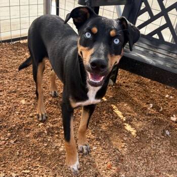 Ruby Roo KCAC #733.26 -  Mixed Breed Dog for Adoption in Kerrville, Texas - Ruby Roo KCAC #733.26 | PetCurious