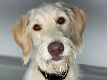 Lloyd -  Labradoodle Dog for Adoption in Portland, Oregon - Lloyd | PetCurious