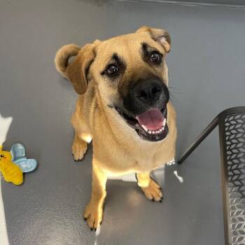 Goldie -  Shepherd and Mixed Breed Dog for Adoption in Roanoke, Virginia - Goldie | PetCurious