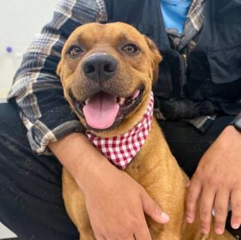 Max McLovin the Certified Lover Boy -  American Staffordshire Terrier and Pit Bull Terrier Dog for Adoption in Friendswood, Texas - Max McLovin The Certified Lover Boy | PetCurious