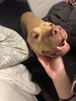 Labrador Retriever and Shar Pei Dogs Available for Adoption in Pflugerville, Texas - Meadow | PetCurious
