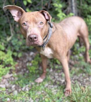 Maggie -  Mixed Breed Dog for Adoption in Mckeesport, Pennsylvania - Maggie | PetCurious