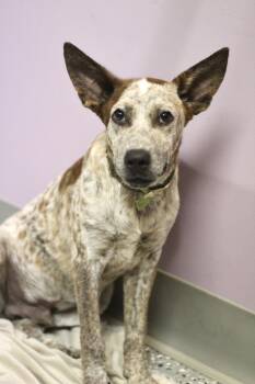 Vandiver in NH. Come Meet our Adoptable Dogs Wednesday-Saturday. -  Australian Cattle Dog Blue Heeler Dog for Adoption in Manchester, New Hampshire - Vandiver In NH. Come Meet Our Adoptable Dogs Wednesday-Saturday. | PetCurious
