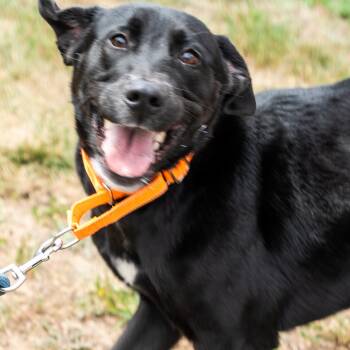 Dixie -  Black Labrador Retriever Dog for Adoption in King George, Virginia - Dixie | PetCurious