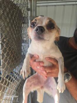 Lucy -  Chihuahua Dog for Adoption in Victorville, California - Lucy | PetCurious