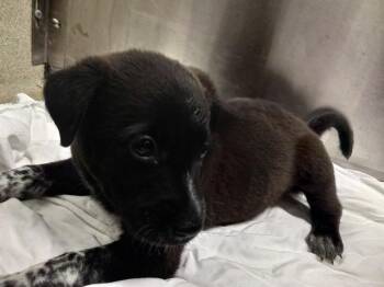 CLOUD -  Catahoula Leopard Dog and Mixed Breed Dog for Adoption in Fort Lauderdale, Florida - CLOUD | PetCurious