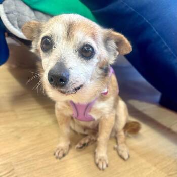 Chihuahua Dogs Available for Adoption - Delta 13880 | PetCurious