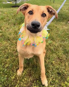 Rosita - belly rub princess -  Black Mouth Cur Dog for Adoption in Houston, Texas - Rosita - Belly Rub Princess | PetCurious