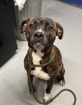 Tinker Bell -  Pit Bull Terrier and Boxer Dog for Adoption in Ashland, Virginia - Tinker Bell | PetCurious
