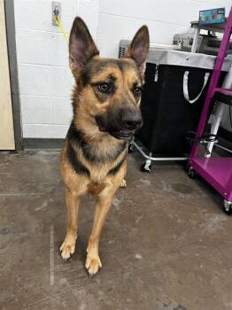 AKUMA -  Mixed Breed Dog for Adoption in Dallas, Texas - AKUMA | PetCurious
