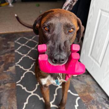 Great Dane and Labrador Retriever Dogs Available for Adoption in Bullard, Texas - Scuttlebutt | PetCurious