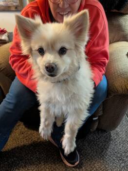 Bandit and Chief -  Pomeranian Dog for Adoption in Butte, Montana - Bandit And Chief | PetCurious