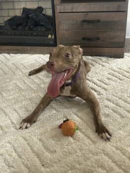 Rescue Mixed Breed Dogs for Adoption in Cincinnati, Ohio - Honey Dew | PetCurious