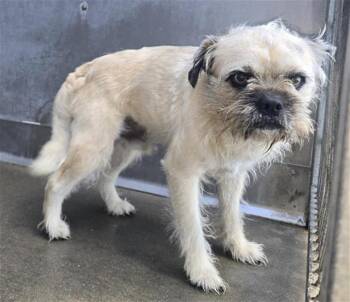 Brussels Griffon and Mixed Breed Dogs Available for Adoption in Camarillo, California - CALI ROLL | PetCurious