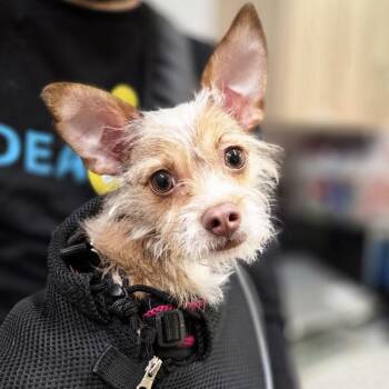 Mixed Breed Dogs Available for Adoption - Nina | PetCurious