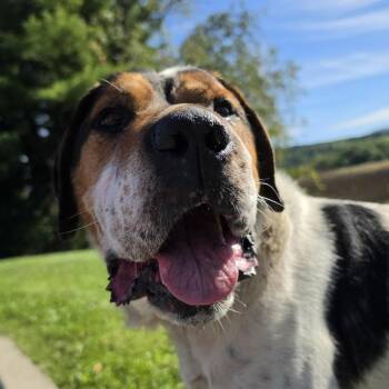 Dover -  Coonhound Dog for Adoption in Cooperstown, New York - Dover | PetCurious