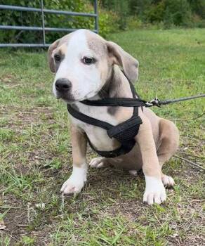 American Bulldog Dogs Available for Adoption in Tarrytown, Georgia - Geo | PetCurious
