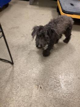 TONY -  Poodle Dog for Adoption in Dallas, Texas - TONY | PetCurious