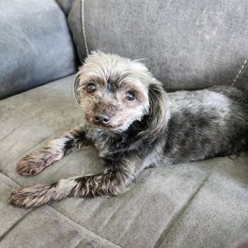 Rescue Yorkshire Terrier Dogs for Adoption in Union Grove, Wisconsin - Levi | PetCurious