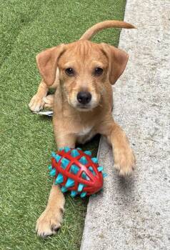 Terrier and German Shepherd Dog Dogs Available for Adoption in Sedalia, Colorado - Moe | PetCurious