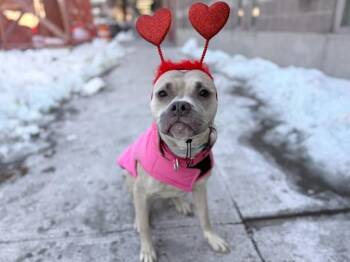Mixed Breed Dogs Available for Adoption in New York, New York - Banana Cream Pie | PetCurious