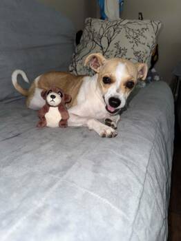 Annabell -  Chihuahua Dog for Adoption in Melbourne, Florida - Annabell | PetCurious