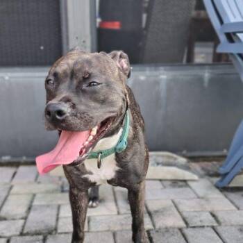 Hazel -  Patterdale Terrier Fell Terrier Dog for Adoption in Fort Lauderdale, Florida - Hazel | PetCurious
